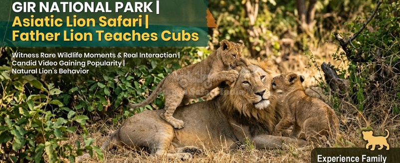 Father Lion Teaches Cubs In Gir National Park